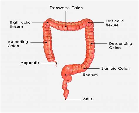 Partes Do Intestino Grosso