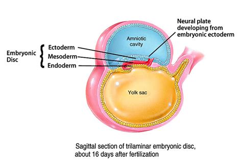 Print 2-Development-Embryonic Period flashcards | Easy Notecards