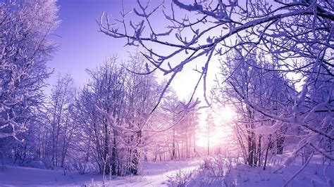 Snow covered Winter Trees Wallpapers | HD Wallpapers | ID #29988