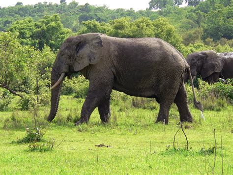 Curiosidades y fotos de animales: Elefante