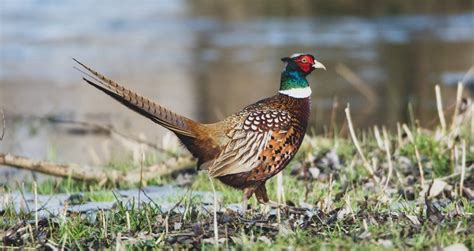 South Dakota State Bird: Pictures & Fun Facts I TheBirdPedia