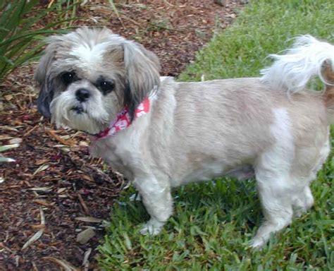 Shih Tzu Rescue Lhasa Apso Rescue