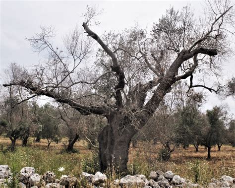 From Bad to Dead: 2 Years Later, Southern Italy’s Olive Groves Turn ...