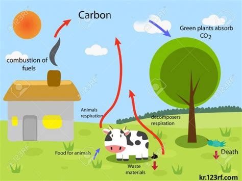 Carbon Cycle | Best Diagram Collection