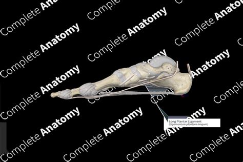 Long Plantar Ligament | Complete Anatomy