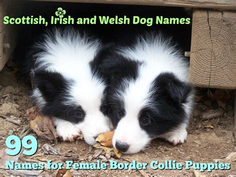 99 Female Border Collie Names | Scottish, Irish, and Welsh Dog Names