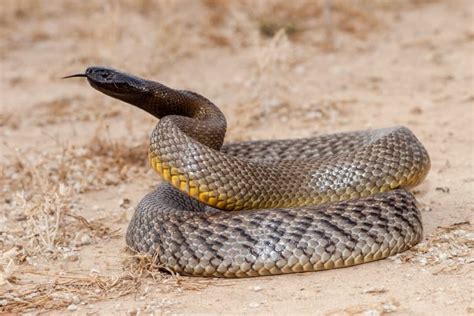 12 Inland Taipan Snake Facts - Fact Animal