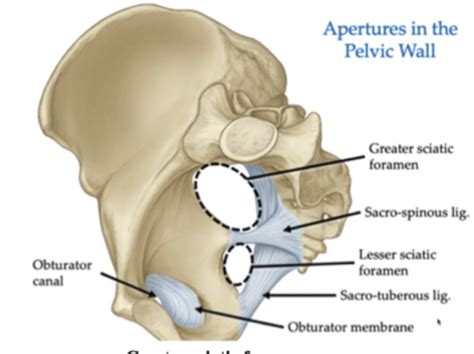 Hip and gluteal region Flashcards | Quizlet