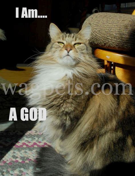 I am… A God Cat Quotes Funny, Funny Animal Memes, Funny Cat Videos, Funny Animals, Cute Animals ...