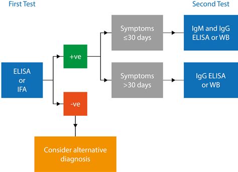 Lyme Disease: A Rapidly Emerging Bacterial Infection in Need of New Diagnostics - The Native ...