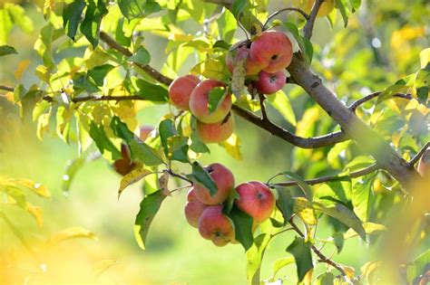 Learn how to grow apple trees, the easy way