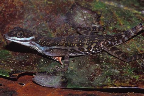 Request for Anolis aquaticus Photos and Sightings - Anole Annals