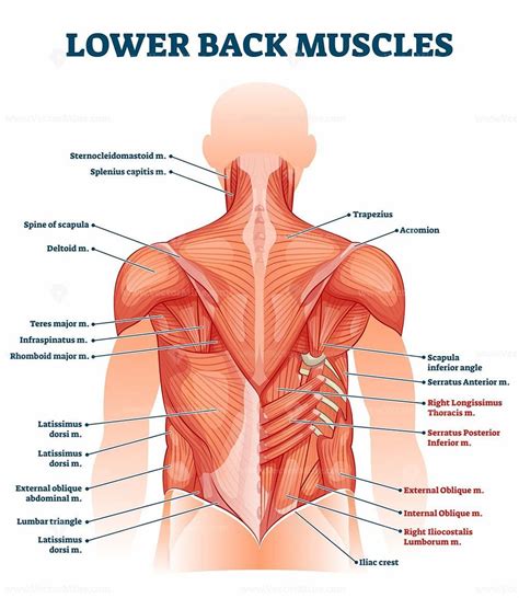 Lower back muscles labeled educational anatomical scheme vector ...