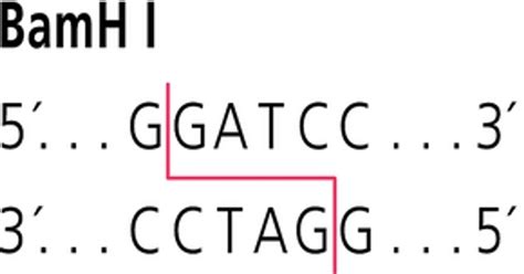 BamHI Restriction Enzyme (10uL) - Southern Biological