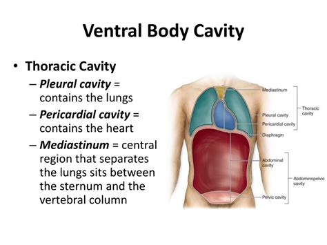 Ventral Body Cavity Diagram