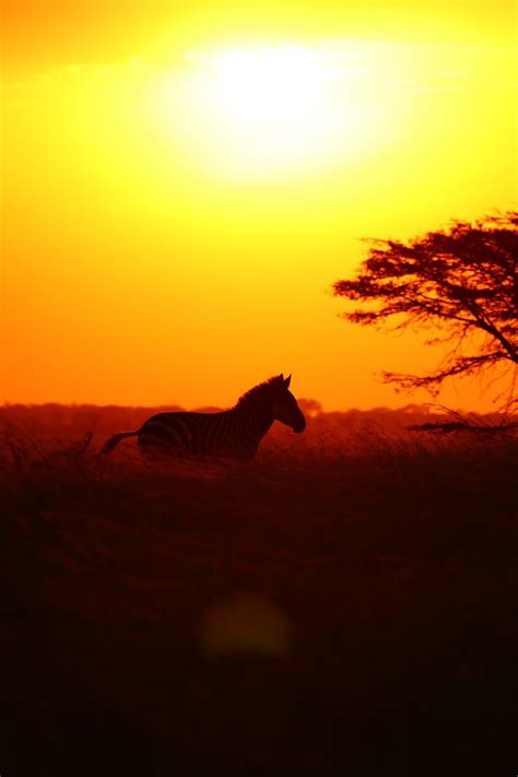 Serengeti Sunset | Smithsonian Photo Contest | Smithsonian Magazine