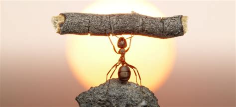 Interesting Facts About Ants | Fantastic Pest Control