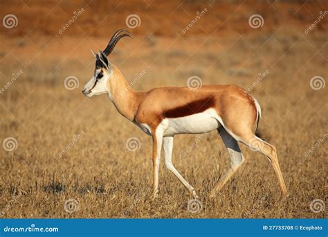 Springbok Antelope Royalty Free Stock Photos - Image: 27733708