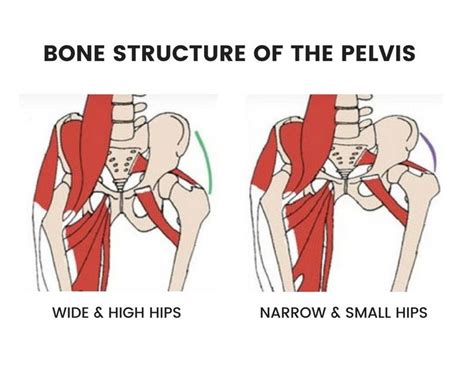 Anatomy of hip dips #1149172 - Anatomy library | Hip dips, Hips dips ...