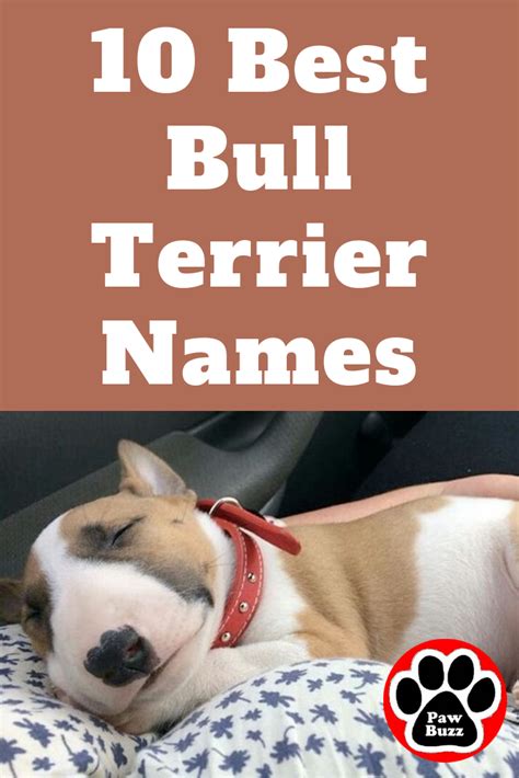 10 Best Bull Terrier Names | Bull terrier, American pitbull terrier, Pitbull terrier