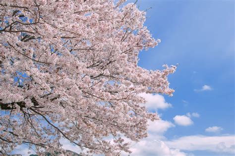 Cherry Blossom Varieties & How They Bloom - SNOW MONKEY RESORTS