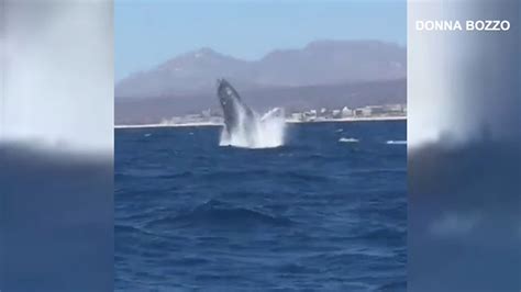 Humpback Whale Breaching Video