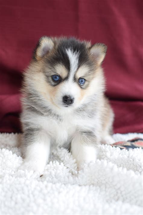 Pomsky Puppy Breeders Near Me - Pets Lovers