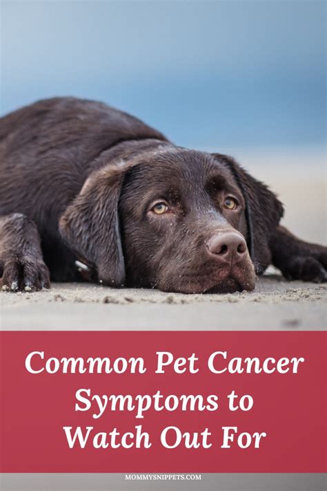 Common Pet Cancer Symptoms to Watch Out For - Mommy Snippets