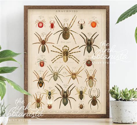 Vintage Spiders Print Insects Poster Botanical Poster Study - Etsy