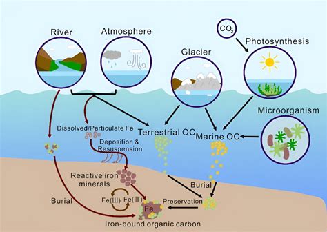 Effect of iron on the preservation of organic carbon in marine ...