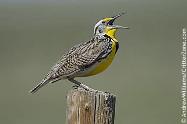 Western Meadowlark | State Symbols USA