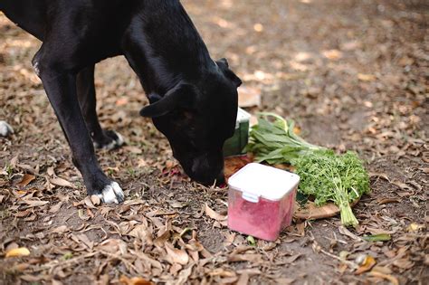 E-BOOK Raw Feeding for Dogs - Home Starter Guide | Natural Vet Nurse