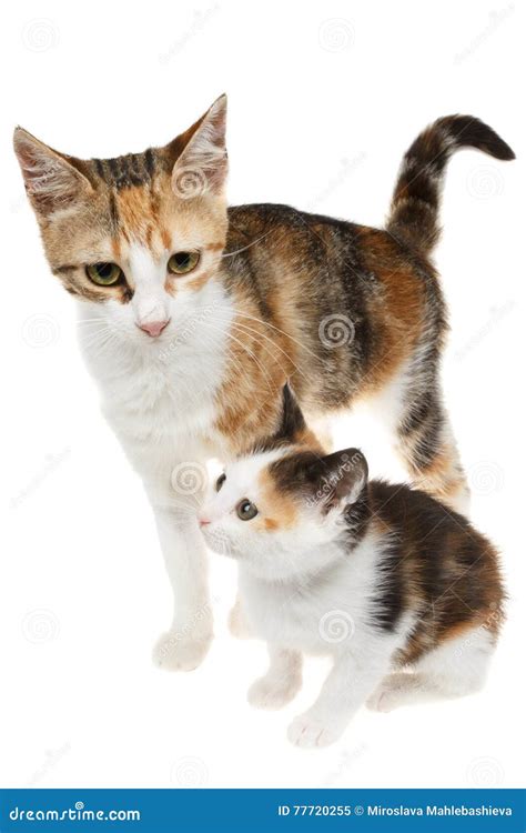 Mother and Baby Cats Rescued from the Street Stock Image - Image of ...