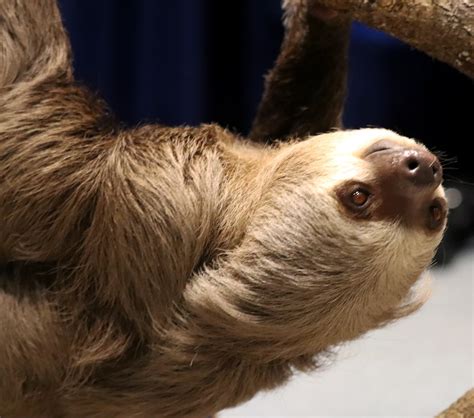 Sloth Mammal - Free photo on Pixabay - Pixabay