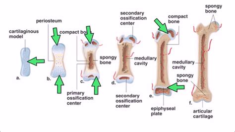 6. Ossification - YouTube