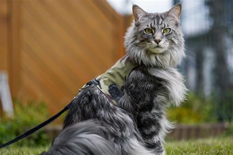 Are Maine Coons Hypoallergenic? 11 Facts Cat-Lovers Need to Know