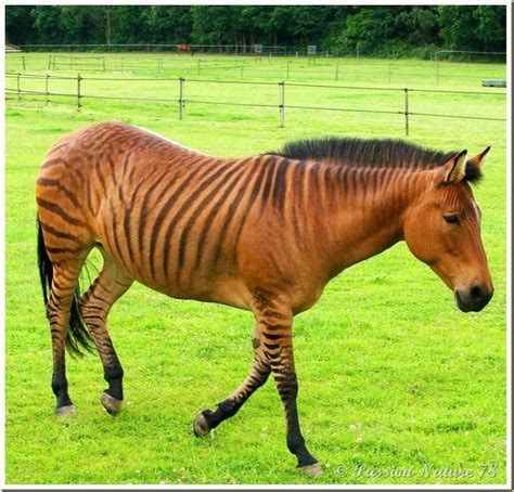 Zorse = Zebra and mare Quarter Horse. Her name is Stormy. | Horses, Zorse, Beautiful horses