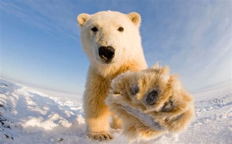 Polar Bear at Bernard Spit, Alaska | The Common Naturalist