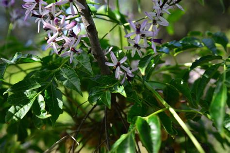 Melia Azedarach Tree Flowers And Fruits Stock Photo - Download Image ...