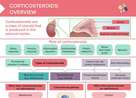 Corticosteroids: Overview [+ Free Cheat Sheet] | Lecturio