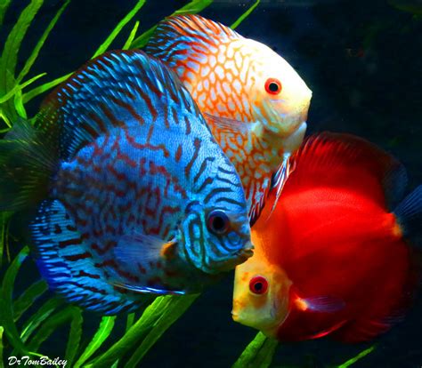 Premium Assorted Discus, 1.5" to 2" long