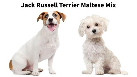 Jack Russell Maltese Mix [11 Things to Know About Jacktese] - Terrier Owner