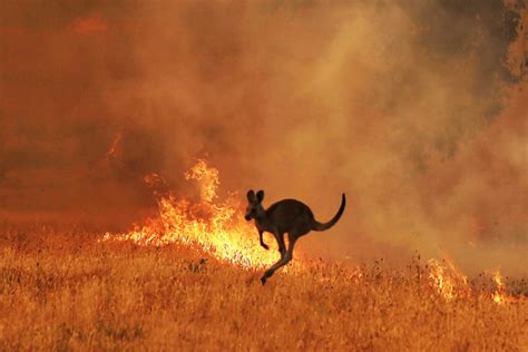 Top 130 + Australian animals fire - Lifewithvernonhoward.com