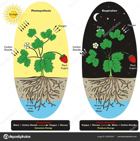 Photosynthesis Cellular Respiration Process Plant Day Night Time Infographic Diagram Stock ...