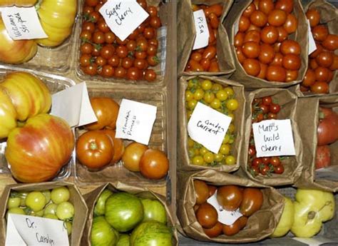 Tomato Varieties: Finding the Right Heirloom Tomato Seeds | Southern ...