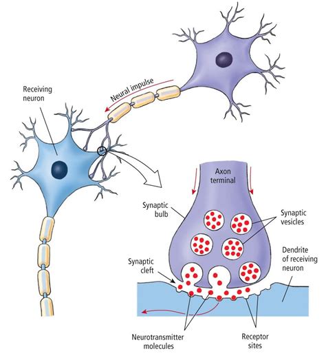 Neurotransmitters for Happiness + Depression