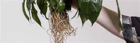 Pythium Root Rot Treatment in your horticultural greenhouse