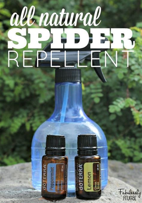 DIY Natural Spider Repellent That Works - Fabulessly Frugal | Natural spider repellant, Spiders ...