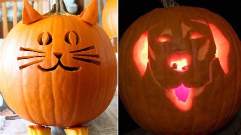 8 spooktacular cat and dog pumpkin carving ideas you will love this ...