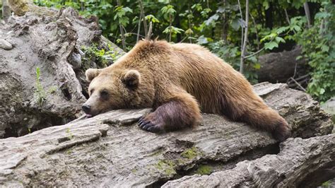 Bear attacks surge in Japan amidst struggle for food and territory - World News